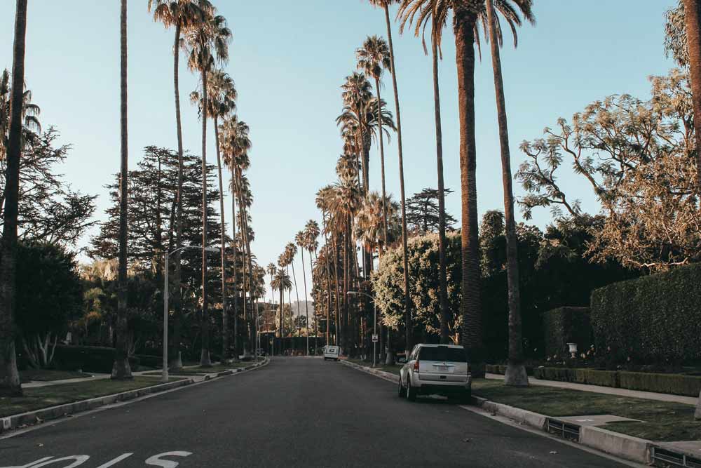 Palm-lined residential street
