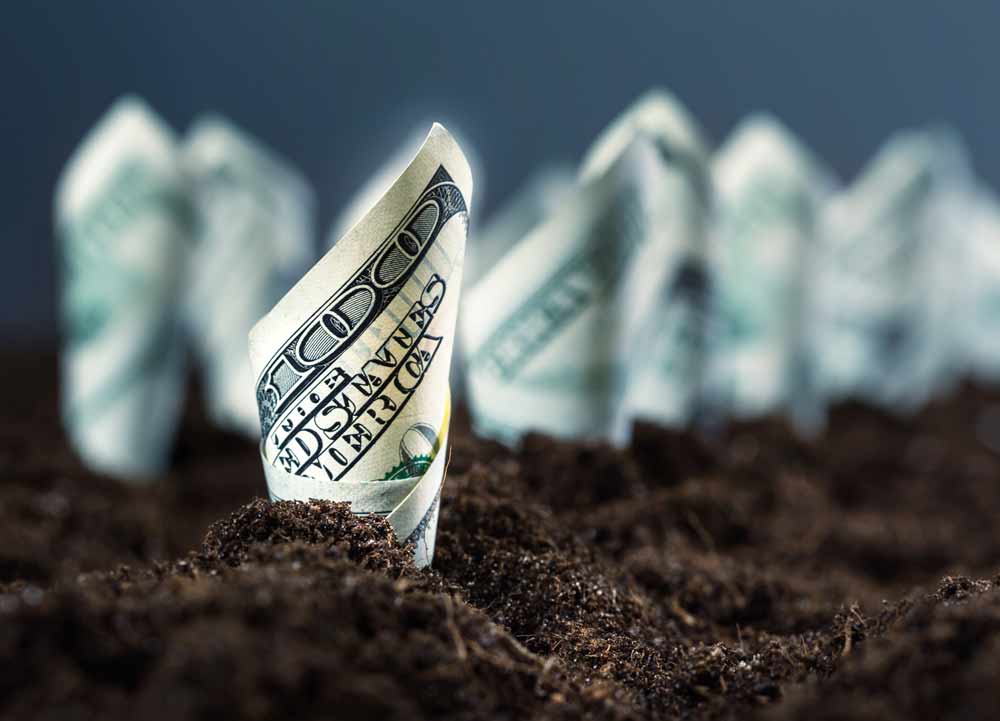 Rolled dollar bills planted in soil